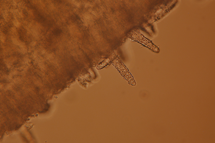 Crosta da determinare - foto 3701 (Phanerochaete velutina)
